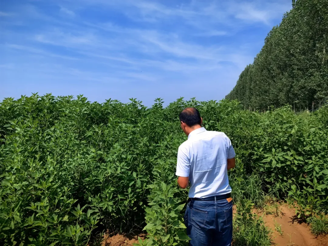 农科院专家李晓彬考察山东息壤菊芋种植基地